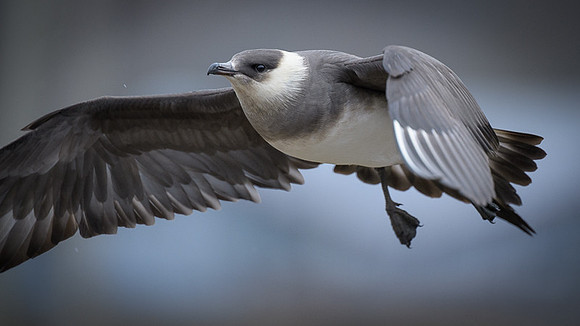 Arctic Skua