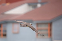 Arctic Skua