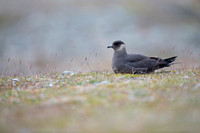 Arctic Skua