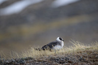 Arctic Skua