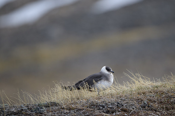 Arctic Skua