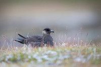 Arctic Skua