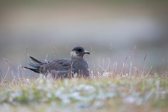 Arctic Skua