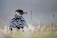 Arctic Skua