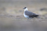 Arctic Skua