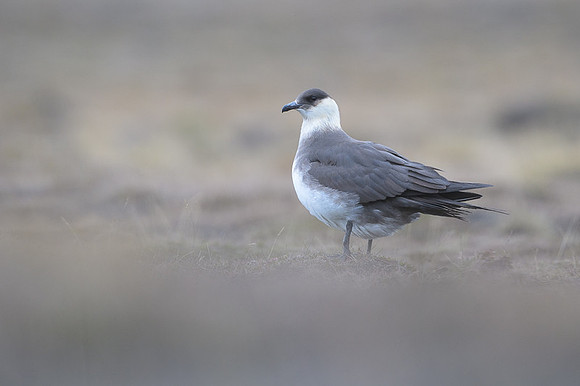 Arctic Skua