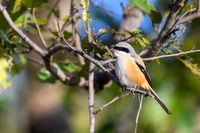 Long tail shrike