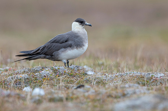 Arctic Skua