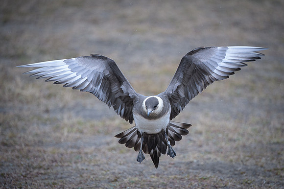 Arctic Skua