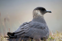 Arctic Skua