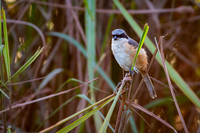 Long tail shrike