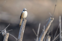 Long tail shrike