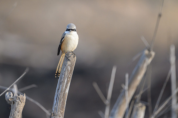 Long tail shrike