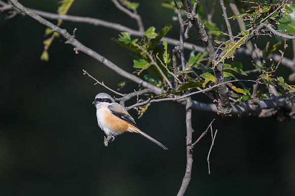 Long tail shrike