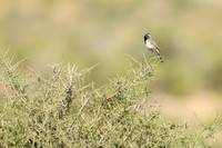 Black throated sparow