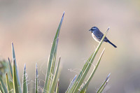 Black throated sparow