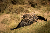 Bearded Vulture / Orłosęp