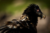 Bearded Vulture / Orłosęp