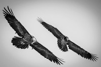 Bearded Vulture / Orłosęp