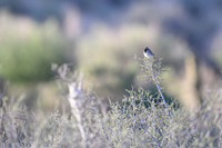 Black throated sparow