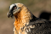 Bearded Vulture / Orłosęp