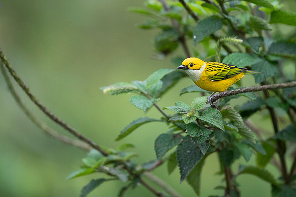 Silver-throated Tanager