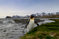 King Penguin