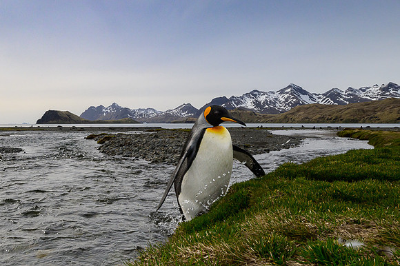 King Penguin