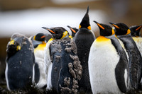 King Penguin