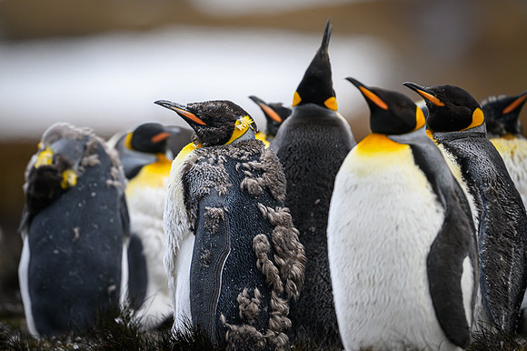 King Penguin