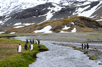 King Penguin