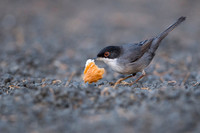 Sardinian Warbler / Pokrzewka aksamitna