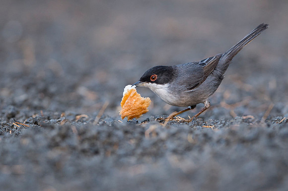 Sardinian Warbler / Pokrzewka aksamitna