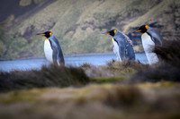 King Penguin