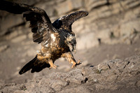 Bearded Vulture / Orłosęp