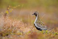 Golden Plover / Siewka złota