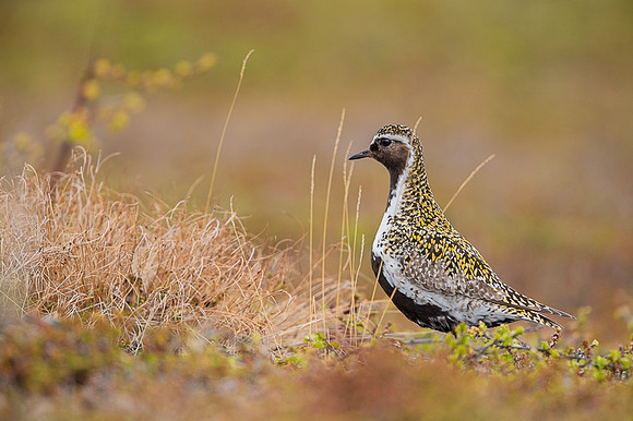 Golden Plover / Siewka złota