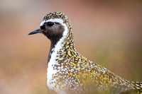 Golden Plover / Siewka złota