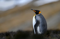King Penguin