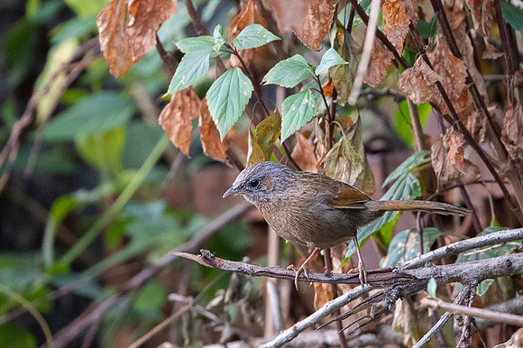 Streaked throated laughing thrush