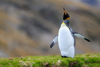 King Penguin
