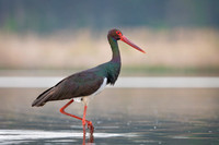 Black stork / Bocian czarny