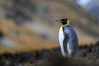 King Penguin