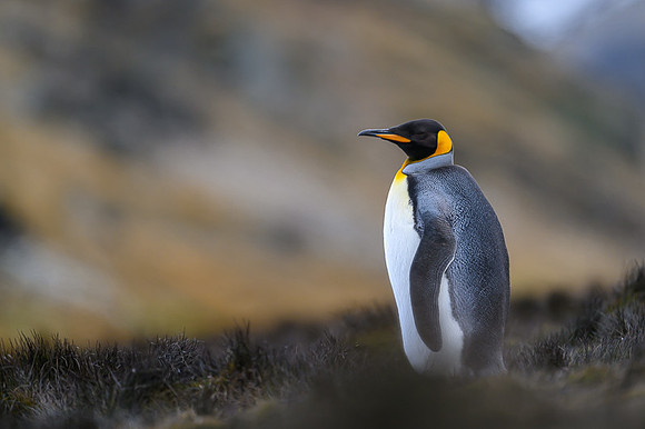 King Penguin