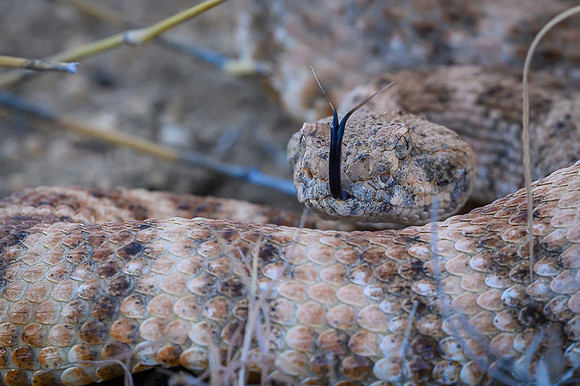 Speckled Rattlesnake