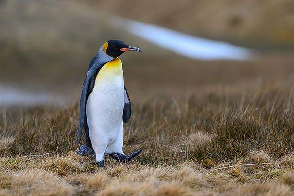 King Penguin