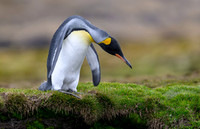 King Penguin