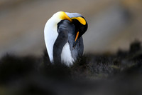 King Penguin
