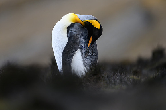 King Penguin