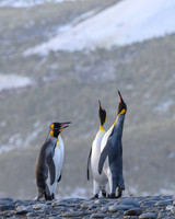 King Penguin